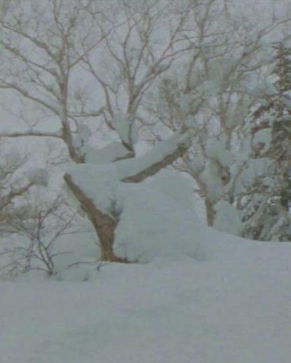 Season Nexus Snowboard